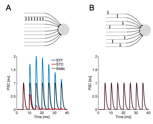 Tauffer & Kumar Fig. 1A,B